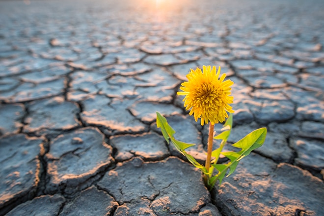 Plant Growing In Desert Drought Concept