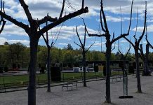 Bomen in park Stockholm