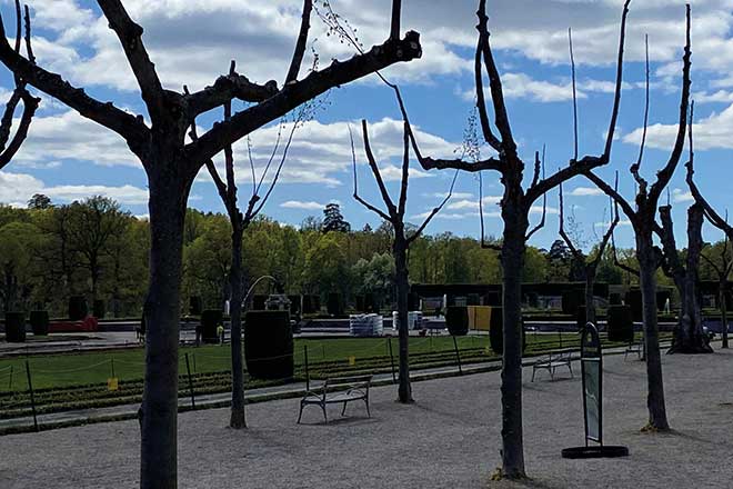 Bomen in park Stockholm